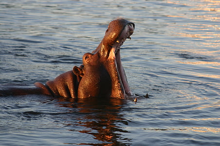 hippopotamus in body of water thumbnail