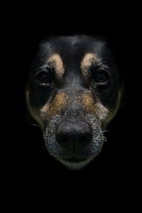 photo of black and brown dog thumbnail