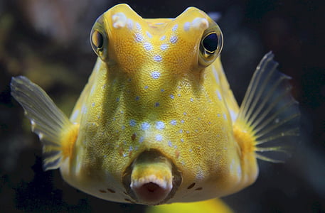 closeup photography of yellow fish thumbnail