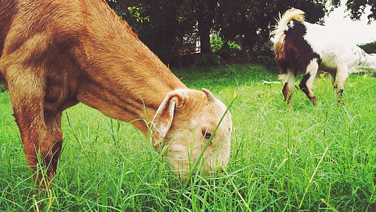 field, animal, pet, agriculture thumbnail
