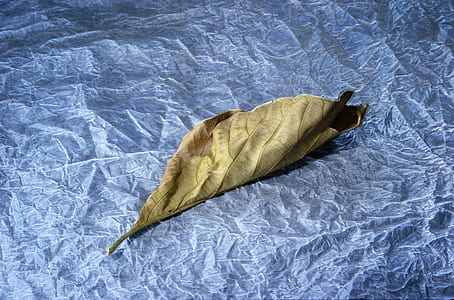 dry leaf thumbnail