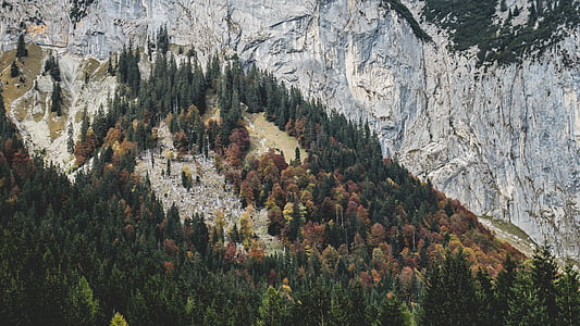 green and orange leaf trees thumbnail