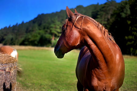 brown horse thumbnail
