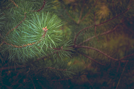 selective focus of green pine tree thumbnail
