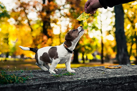 man holding leaves infront of tan and white puppy thumbnail