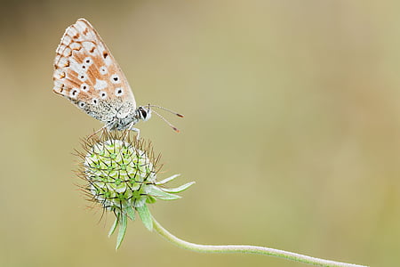 brown butterfly on green flower thumbnail