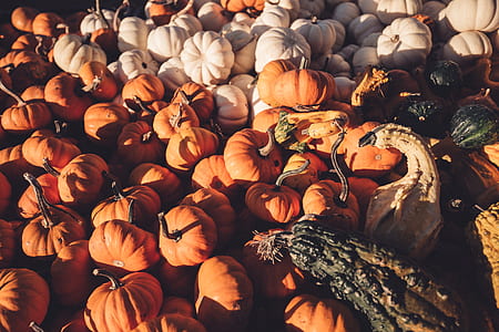 squash lot thumbnail