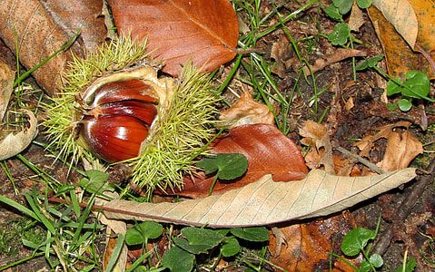 Chestnut, Castanea Sativa thumbnail