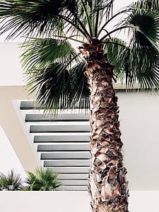 Photo of Palm Tree thumbnail
