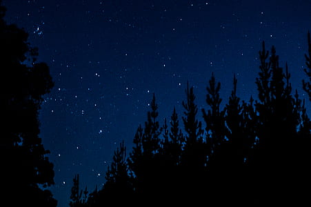 trees during nighttime thumbnail