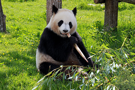 Panda eating bamboo shoots on grass field thumbnail