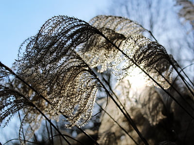 tilt shift lens photography of wheat thumbnail