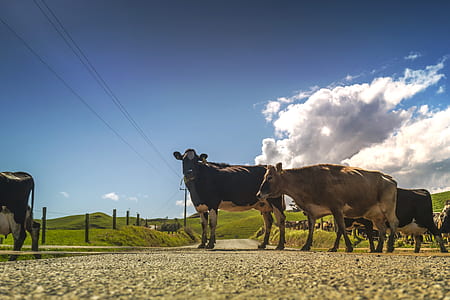 Black and White Cow Standing Beside Brown Cow during Daytime thumbnail