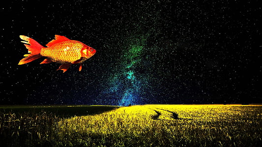 orange fish thumbnail
