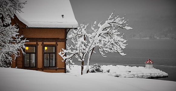 house and tree covered with snow during daytime thumbnail