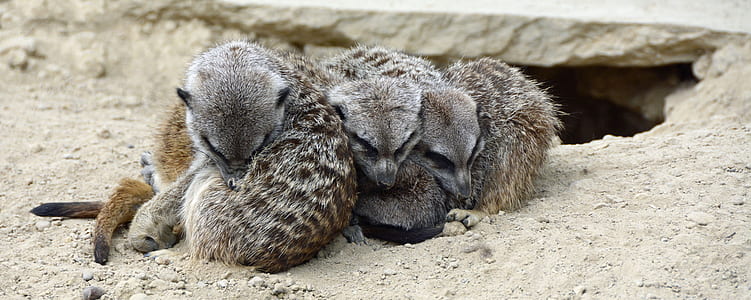 three gray rodents sleeping on gray sand closeup photo thumbnail