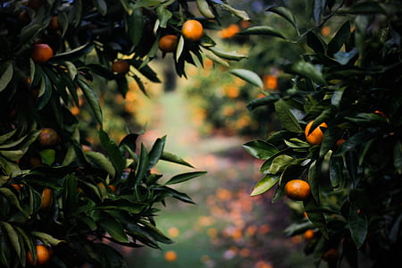 shallow focus photography of orange fruits thumbnail