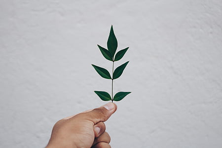 person holding leaf thumbnail