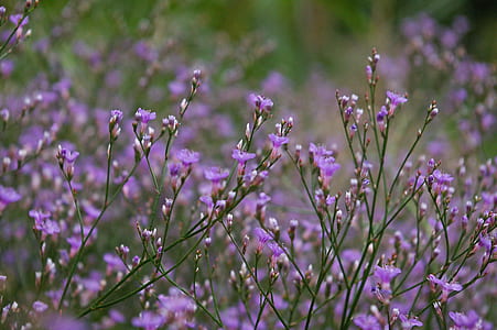 purple flowers thumbnail