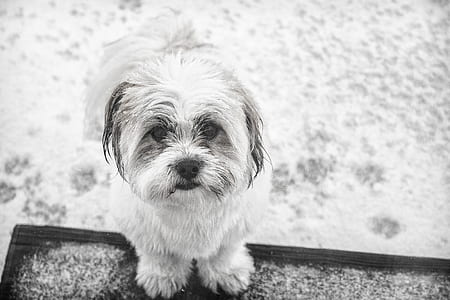 Grayscale Photo of Shih Tzu thumbnail