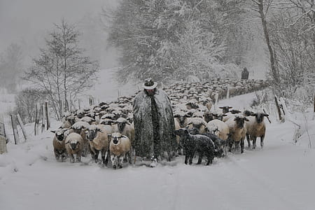 man walks with herd of sheep on snow covered place thumbnail