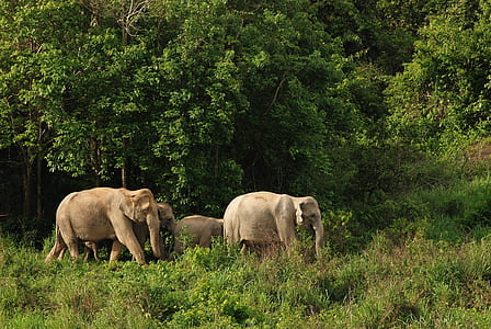 herd of elephants on green grass thumbnail