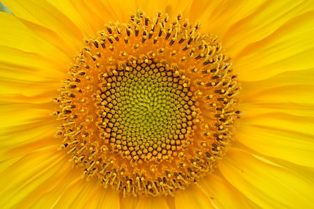 macro photograph of yellow flower thumbnail
