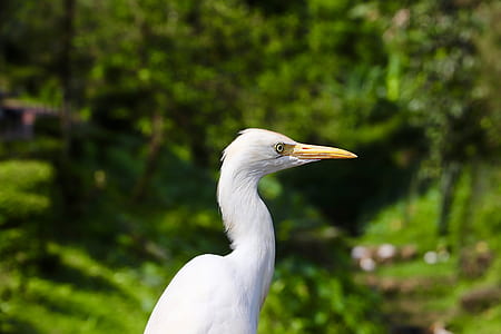 white crane standing near green leafed trees thumbnail