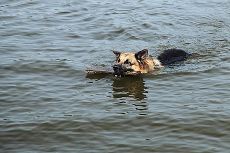 German shepherd biting a wood on water thumbnail
