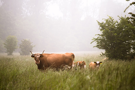 bull on grass near pant wild life photograph thumbnail