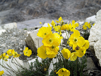 selective photo of yellow petaled flower on stone thumbnail