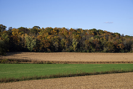 Farm and Autumn Treeline with fall foliage in Wisconsin thumbnail