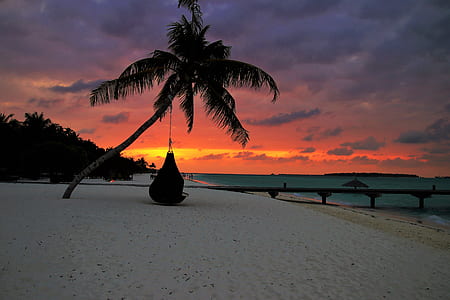 rule of thirds photography of palm tree thumbnail