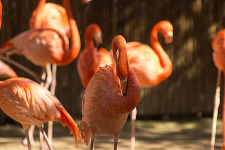 flock of flamingo at daytime thumbnail
