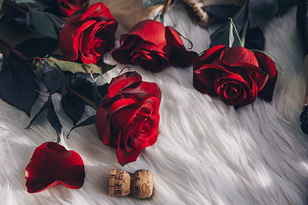 Red Roses And Champagne Cork Photo thumbnail