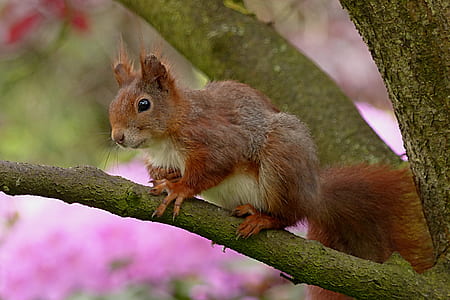 squirrel on tree branch thumbnail