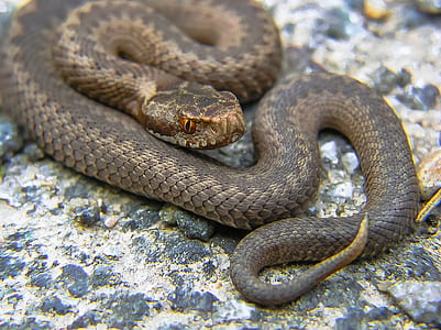 brown snake thumbnail