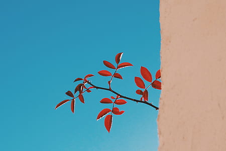 red leafed plant with thorns thumbnail