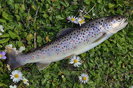 gray edible fish on green grass thumbnail