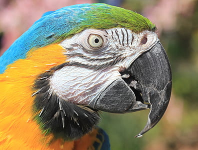 teal macaw thumbnail