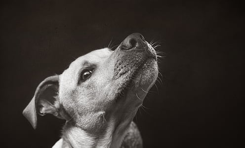 grayscale photography of dog showing its neck thumbnail