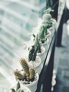 Cactus Plants thumbnail