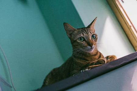 Close-up Photo of a Cat thumbnail