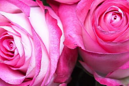 pink rose beside rose thumbnail
