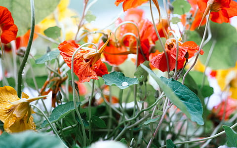 red and yellow flowers thumbnail