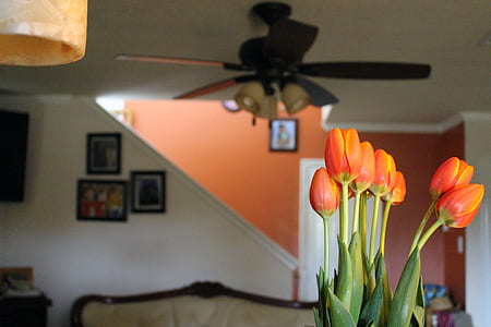brown 5-blade ceiling fan thumbnail