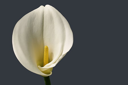 close up photography of white calla lily thumbnail