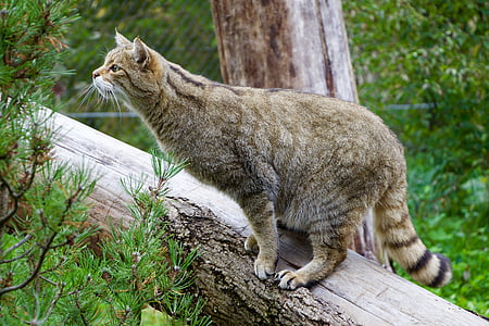 brown cat standing on brown trunk thumbnail