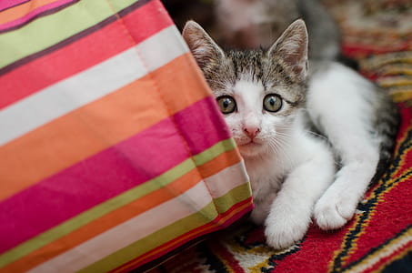 white and grey tabby kitten lying down on multicolored textile thumbnail