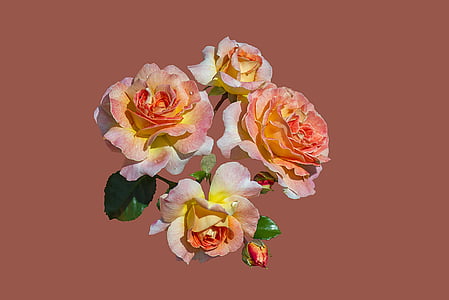 close up photography of pink rose flowers thumbnail
